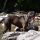 Staffordshire Bull Terrier