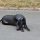 Thai Ridgeback Dog