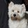 West Highland White Terrier