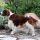 Springer Spaniel Galés