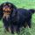 Spaniel Toy Inglés