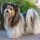 Biewer Terrier